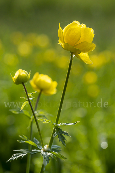 Trollblume (Trollius europaeus)