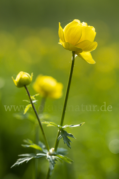 Trollblume (Trollius europaeus)