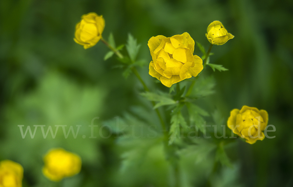 Trollblume (Trollius europaeus)