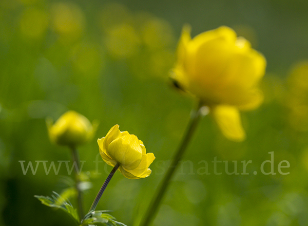 Trollblume (Trollius europaeus)