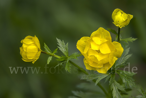 Trollblume (Trollius europaeus)