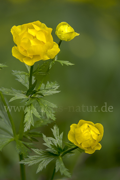 Trollblume (Trollius europaeus)