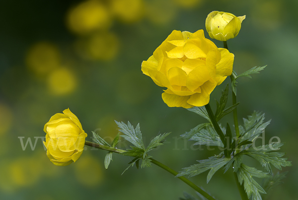 Trollblume (Trollius europaeus)