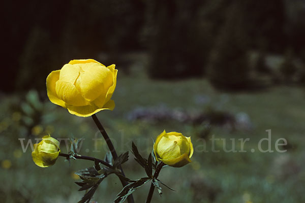 Trollblume (Trollius europaeus)