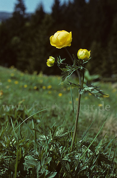 Trollblume (Trollius europaeus)