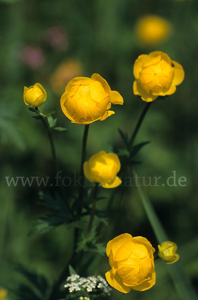 Trollblume (Trollius europaeus)