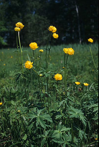 Trollblume (Trollius europaeus)