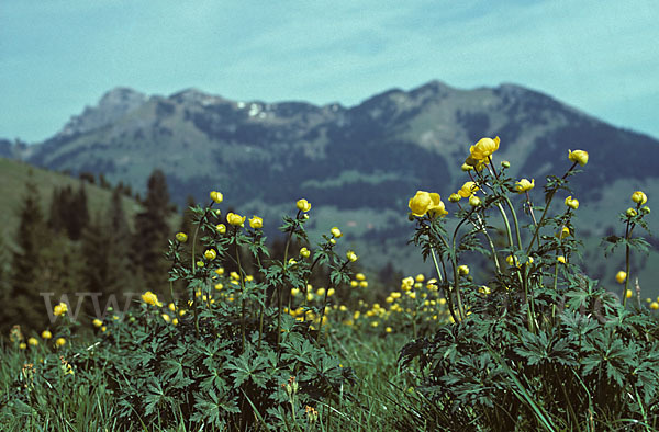 Trollblume (Trollius europaeus)