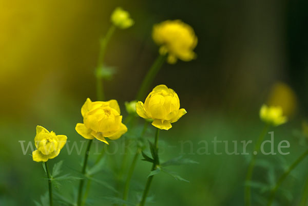 Trollblume (Trollius europaeus)