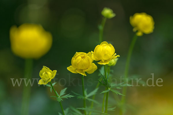 Trollblume (Trollius europaeus)