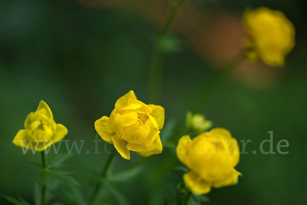 Trollblume (Trollius europaeus)