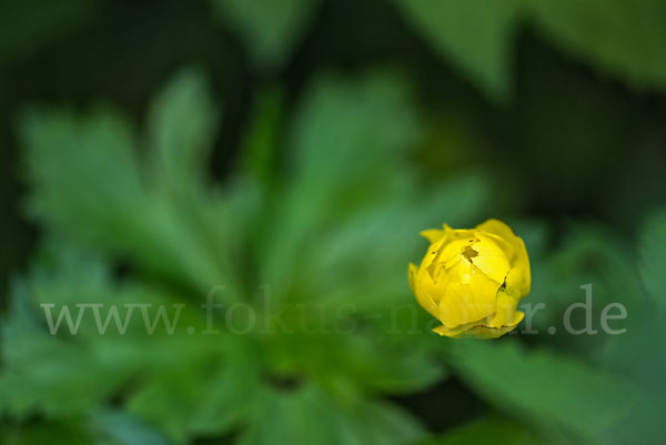 Trollblume (Trollius europaeus)