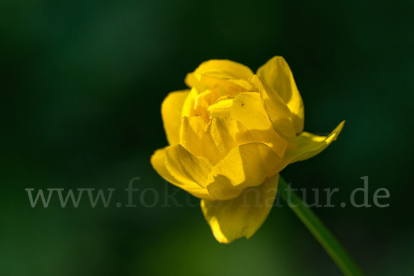 Trollblume (Trollius europaeus)