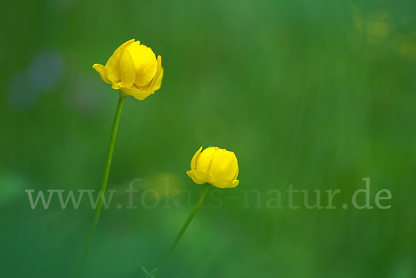 Trollblume (Trollius europaeus)