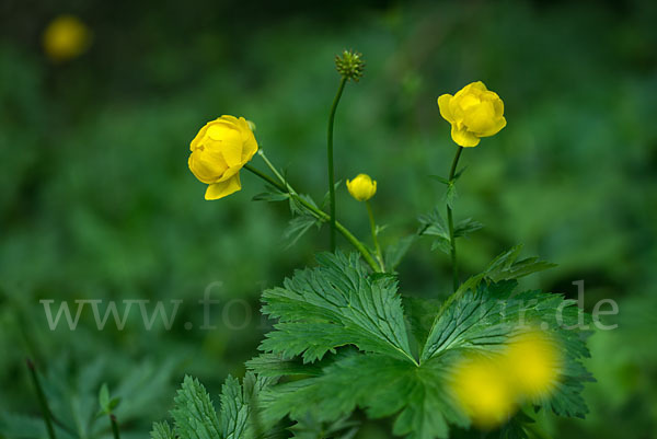 Trollblume (Trollius europaeus)