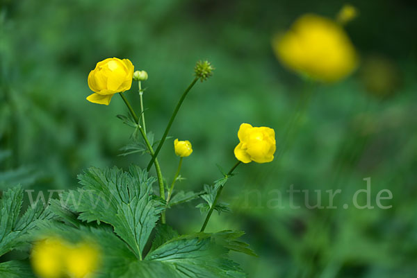 Trollblume (Trollius europaeus)