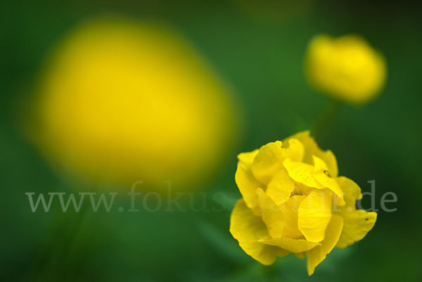 Trollblume (Trollius europaeus)