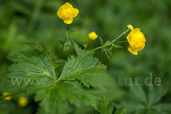 Trollblume (Trollius europaeus)