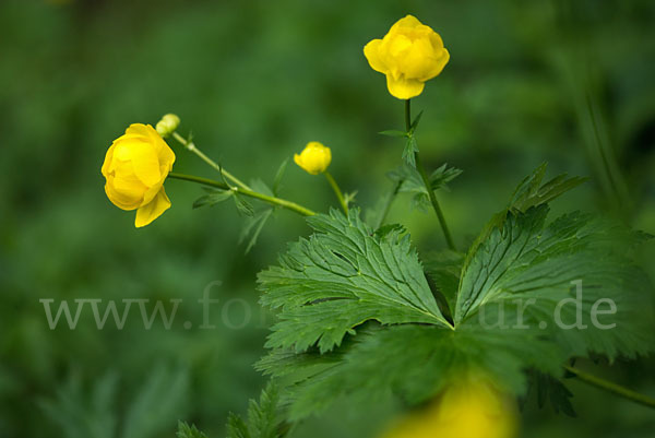 Trollblume (Trollius europaeus)