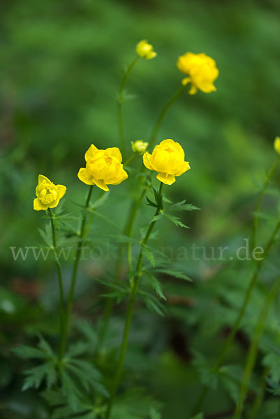 Trollblume (Trollius europaeus)