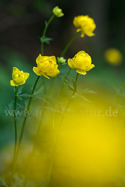 Trollblume (Trollius europaeus)