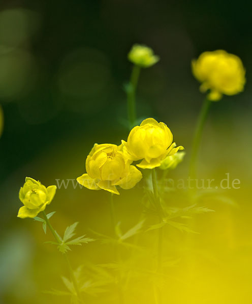 Trollblume (Trollius europaeus)