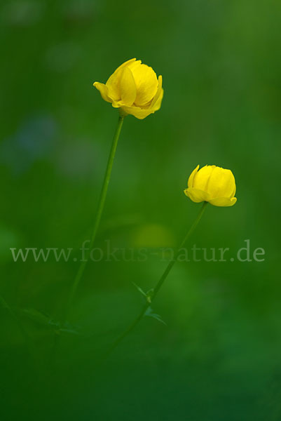 Trollblume (Trollius europaeus)