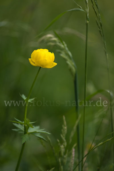 Trollblume (Trollius europaeus)