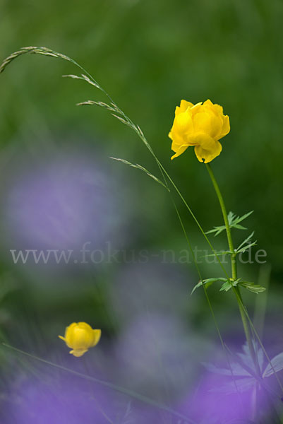 Trollblume (Trollius europaeus)