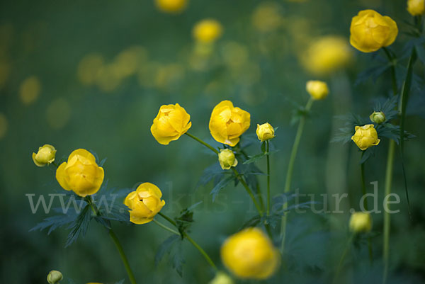 Trollblume (Trollius europaeus)