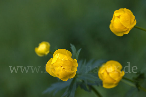 Trollblume (Trollius europaeus)