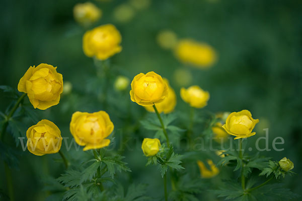 Trollblume (Trollius europaeus)