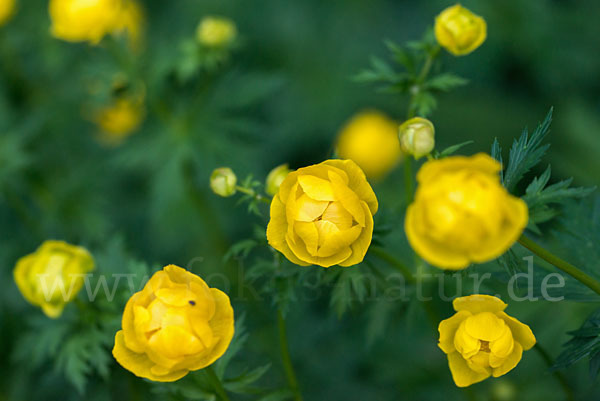 Trollblume (Trollius europaeus)