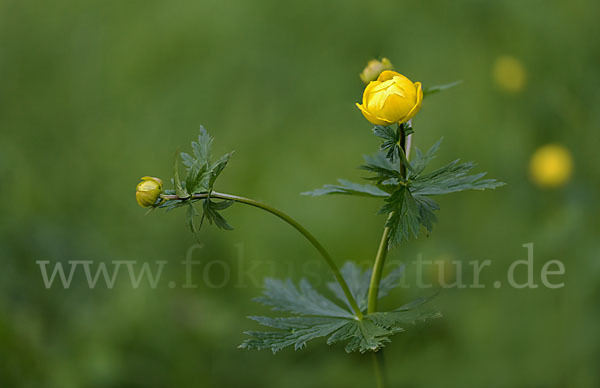 Trollblume (Trollius europaeus)