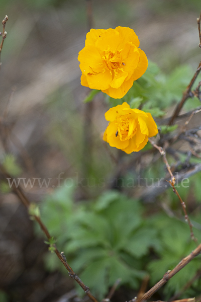 Trollblume spec (Trollius ledebouri)