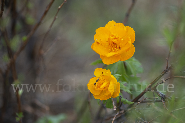 Trollblume spec (Trollius ledebouri)