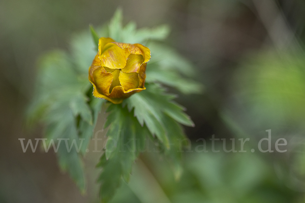 Trollblume spec (Trollius ledebouri)