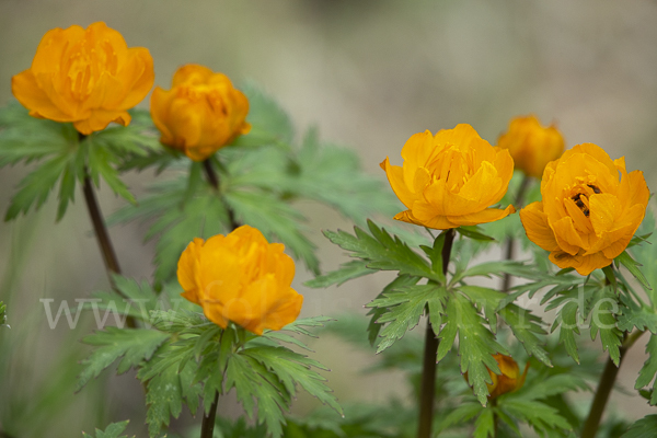 Trollblume spec (Trollius ledebouri)