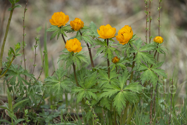 Trollblume spec (Trollius ledebouri)