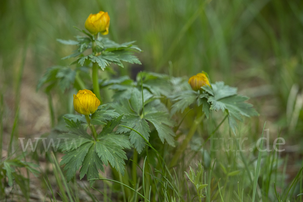 Trollblume spec (Trollius ledebouri)