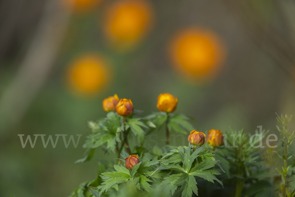 Trollblume spec (Trollius ledebouri)