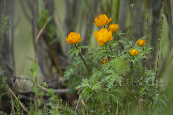 Trollblume spec (Trollius ledebouri)