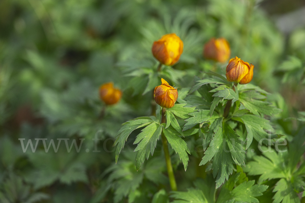 Trollblume spec (Trollius ledebouri)