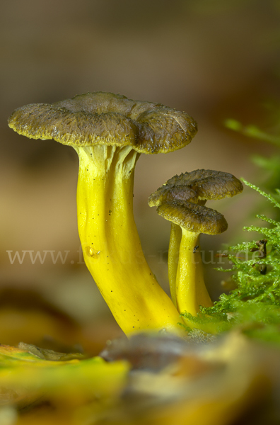 Trompetenpfifferling (Craterellus tubaeformis)