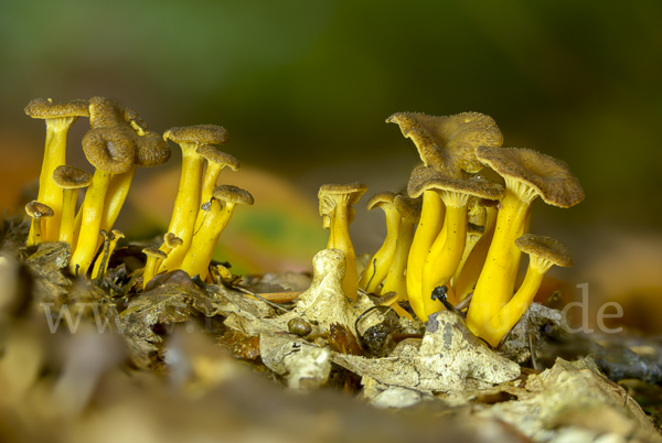 Trompetenpfifferling (Craterellus tubaeformis)