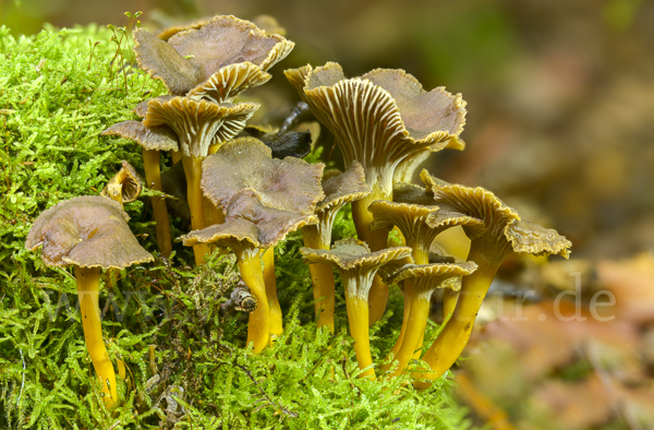 Trompetenpfifferling (Craterellus tubaeformis)