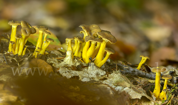 Trompetenpfifferling (Craterellus tubaeformis)