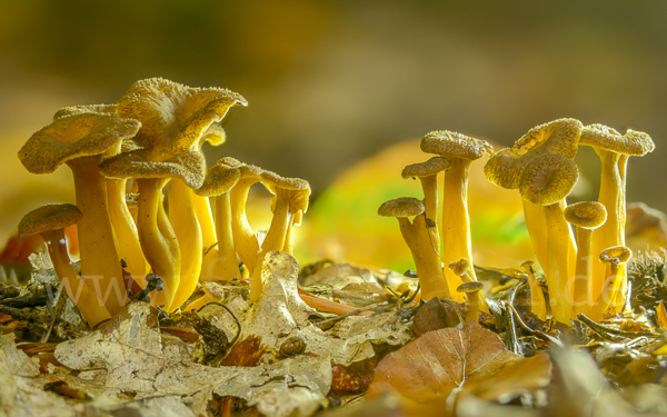 Trompetenpfifferling (Craterellus tubaeformis)