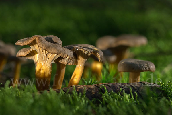 Trompetenpfifferling (Craterellus tubaeformis)