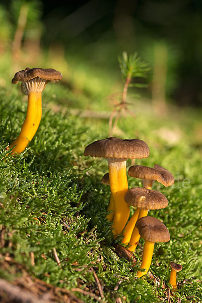 Trompetenpfifferling (Craterellus tubaeformis)